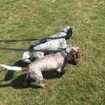 Two Cocker Spaniels on lead.