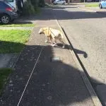 Labrador being street walked.