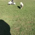 All the dogs enjoying themselves on their walk.