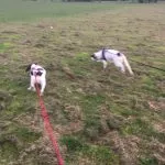 Two Springer Spaniels on their daily walk.