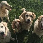 Four Golden Retrievers and one Cocker Spaniel