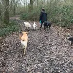 Four dogs under supervision in the woods.
