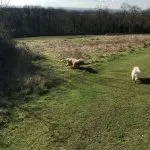 Two dogs being walked in the meadow.