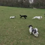 Cockerpoo, Springer Spaniel and Shih Tzu.