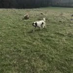 Large Springer Spaniel.