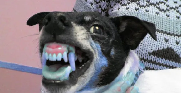 Understanding Dog Aggression