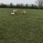 Charlie the Jack Russell, Molly the Labrador and Bentley the cross-breed.
