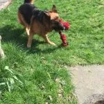 German Shepard playing with toy.