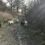 Morning group dog walking