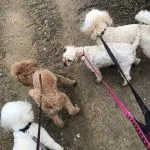 Three Poodles and a Cavapoo being walked.