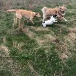 Labrador, Jack Russell and cross-breed dogs.