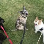 Three dogs on lead