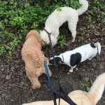 Poodles and Jack Russell.