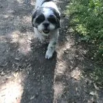 Meg the Shih Tzu