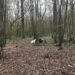 Springer Spaniel and Schnauzer cross and Cockerpoo.