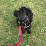 Eddie the Cockerpoo on lead.