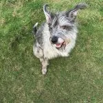 Ollie the Schnauzer cross on the grass.