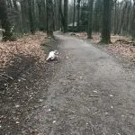 Amelie the English Springer Spaniel in the forest.