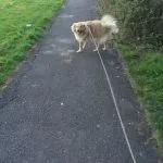 Cross breed dog on pavement.