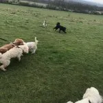 Cockerpoo, Poodles and Jack Russell.