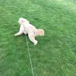 Cockerpoo on lead in field.